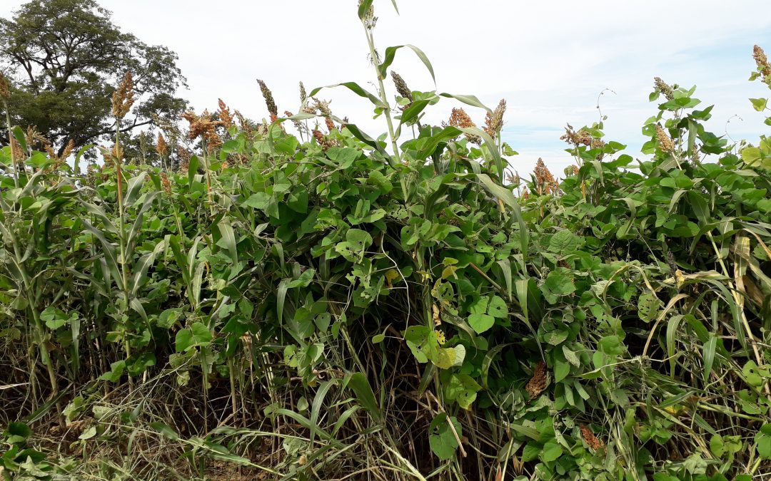 Lablab é indicada para adubar pastos e alimentar gado leiteiro em produção orgânica