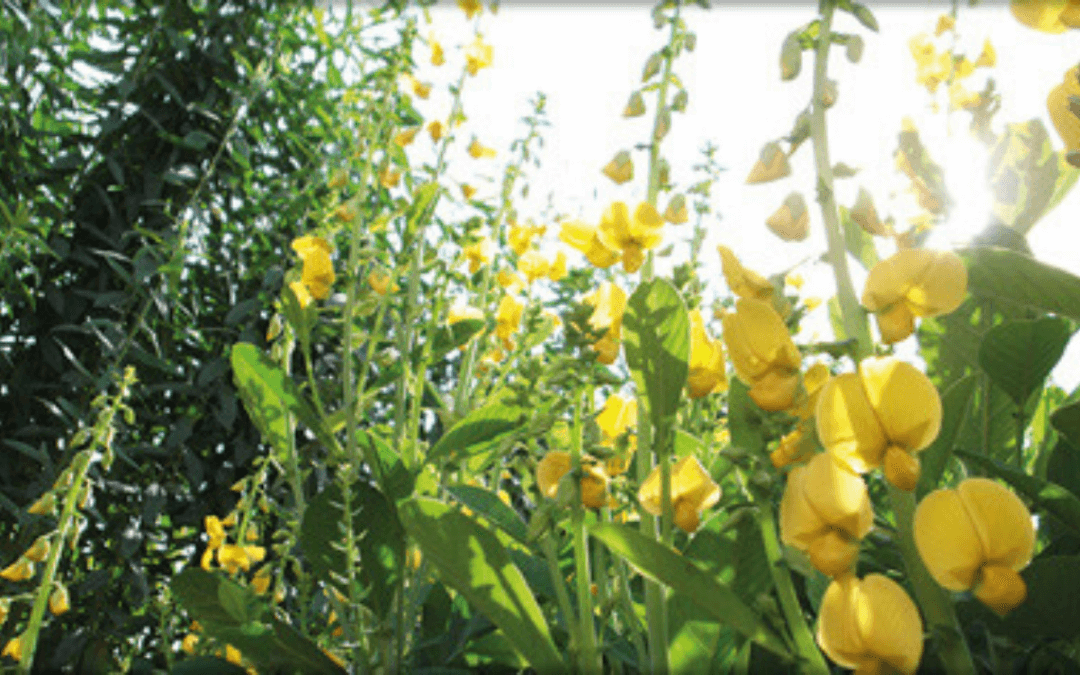 Adubação verde é indicada para o cultivo convencional e orgânico de frutas e hortaliças