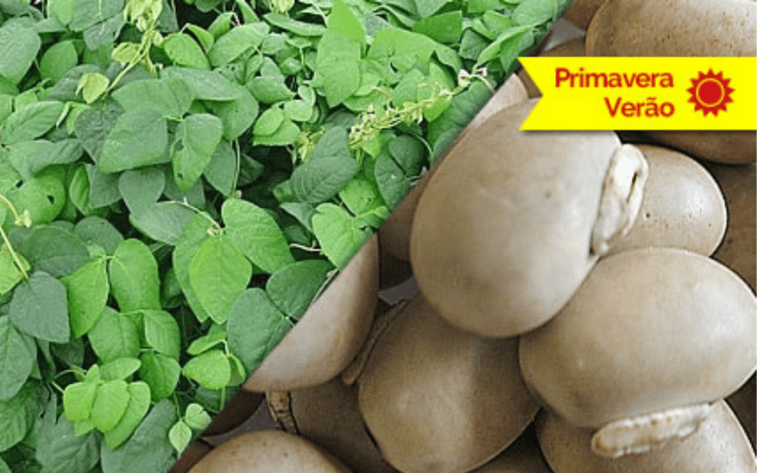 Mucunas são indicadas para recuperação de solos degradados e controle de daninhas