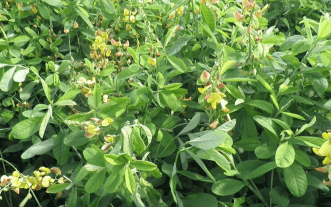 Crotalárias reduzem em até 80% a infestação de nematoides e fixam nitrogênio no solo