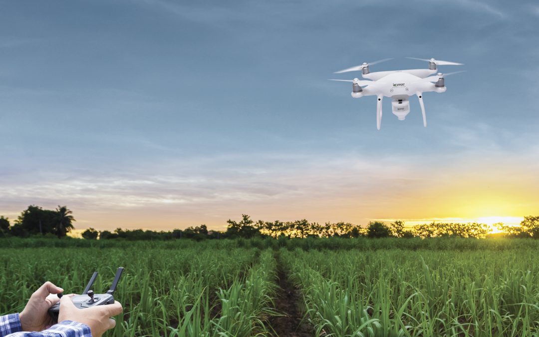 Controle biológico pode reduzir em até 15% os custos de produção de cana-de-açúcar