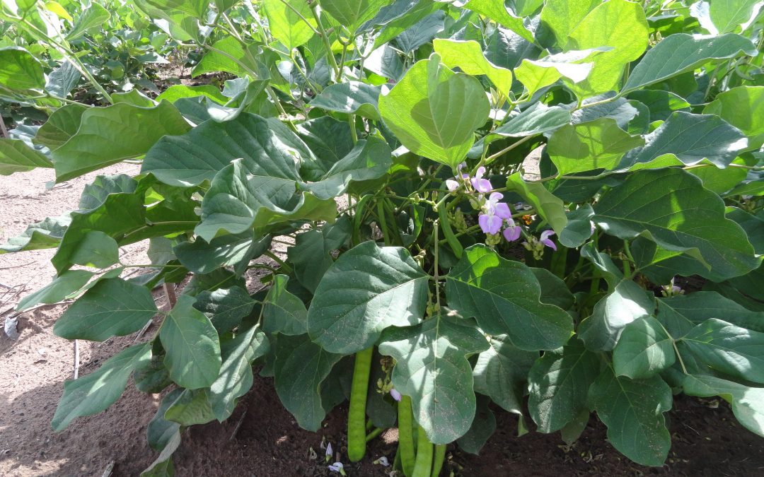 Plantio intercalar de feijão-de-porco com culturas perenes controla plantas daninhas e pragas