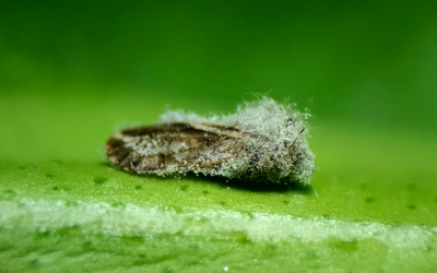 Bioinseticida é a melhor alternativa para controle do vetor do greening, principal doença da citricultura mundial