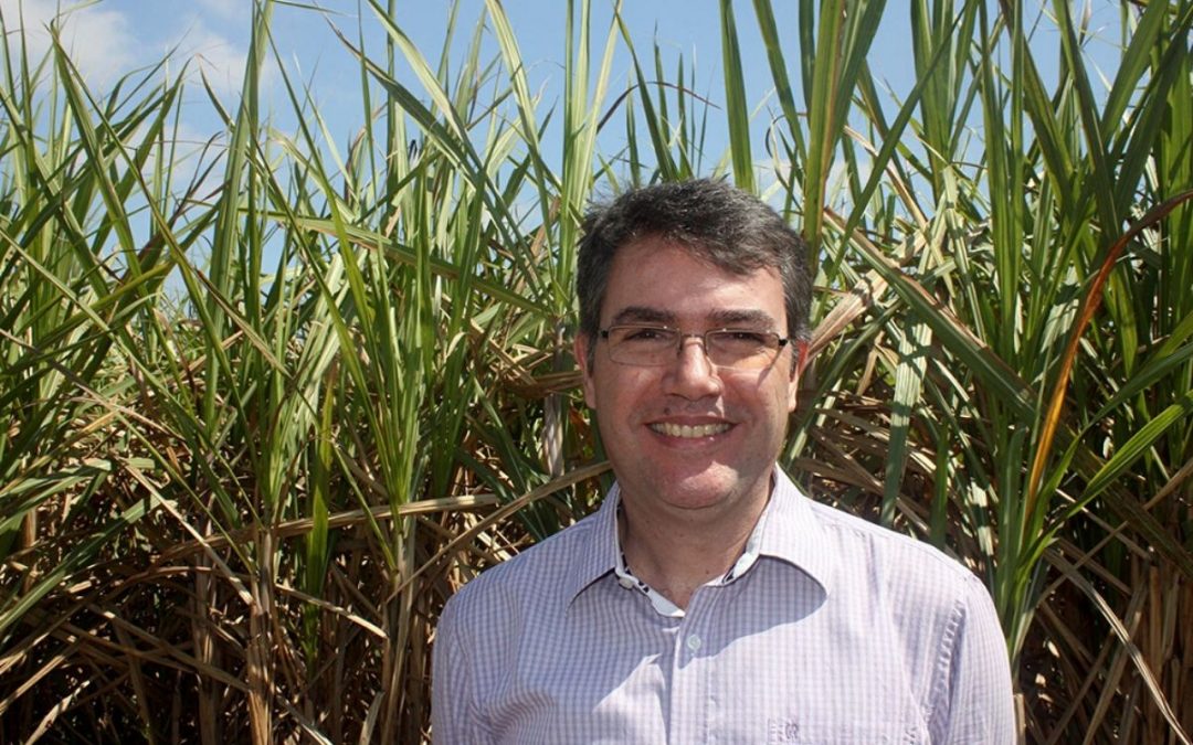 Trichoderma tem ação nematicida, fungicida e promotora de crescimento em canaviais