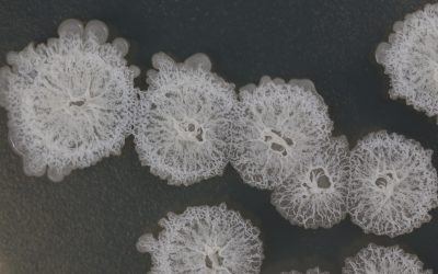 Defensivo biológico tem eficiência superior a 80% no manejo de nematoides