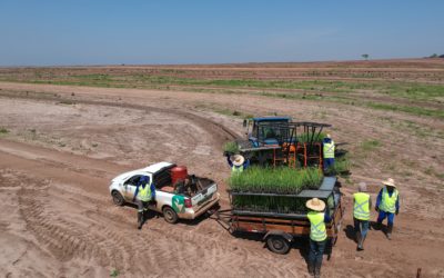 Agtech realiza o plantio de 1,5 mil hectares de MPB de cana-de-açúcar, com crescimento de 49% no ano
