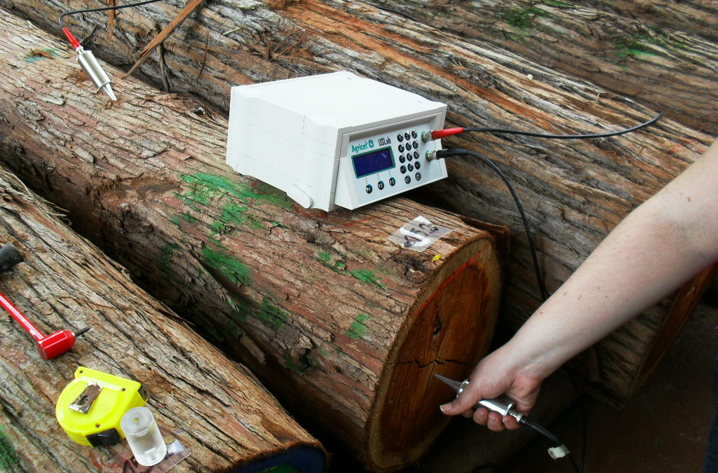 Startup desenvolve equipamento com tecnologia nacional para  avaliação de árvores e madeira