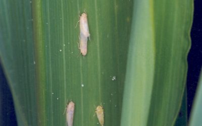 Inseticida biológico tem eficiência de até 85% no controle da cigarrinha-do-milho