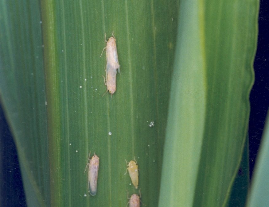 Inseticida biológico tem eficiência de até 85% no controle da cigarrinha-do-milho