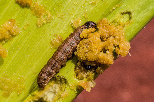 Falta de controle da lagarta spodoptera no milho pode reduzir em até 40% a oferta nacional