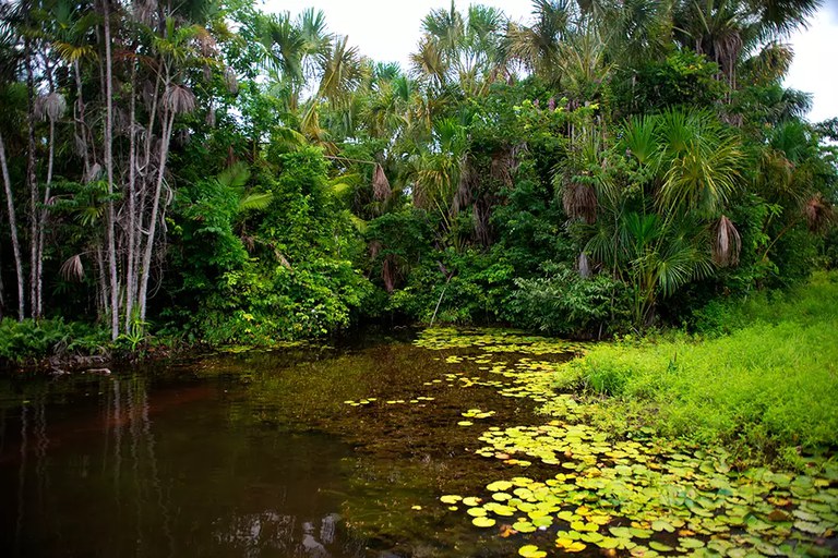 Reserva Extrativista Chocoaré-Mato Grosso, no Pará, recebe investimentos para preservação pelo Programa Adote um Parque