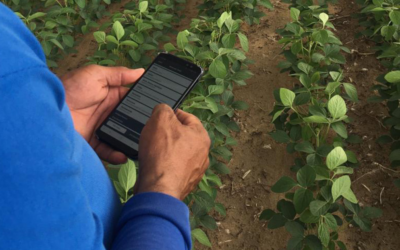 Monitoramento eficaz de pragas reduz aplicações e custos pela metade na cultura da soja