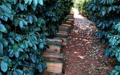 AgroBee é a segunda startup residente do Gazebo