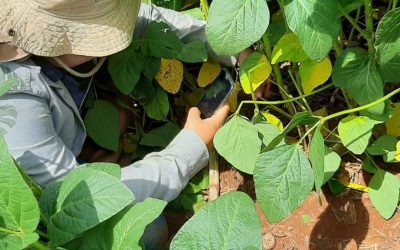 Manejo digital de pragas da soja pode gerar economia de R$ 81/ha