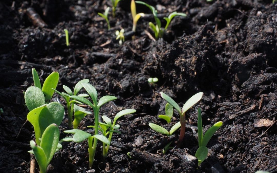 Produtos biológicos já são utilizados em 25% das áreas cultivadas no Brasil