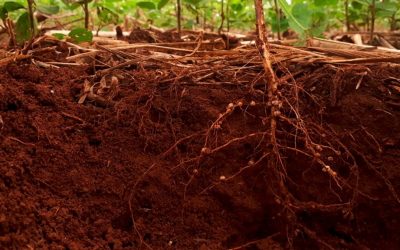 Startup traz para o Brasil tecnologia inédita de análise genética de nematoides de solo