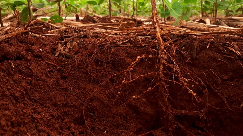 Startup traz para o Brasil tecnologia inédita de análise genética de nematoides de solo