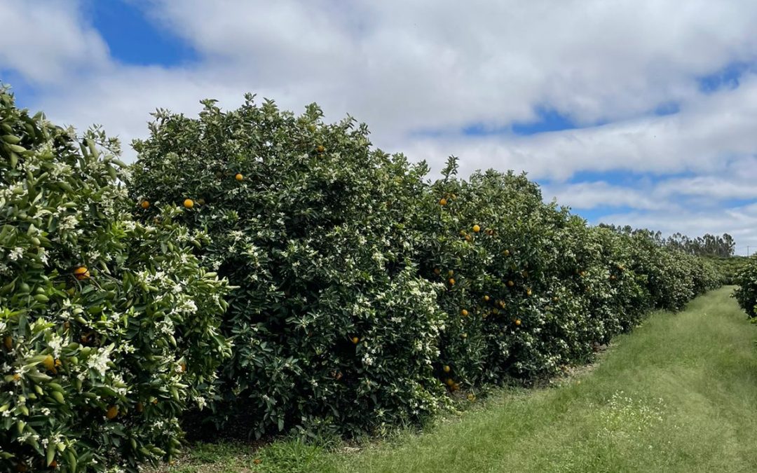 Defensivos biológicos garantem manejo autorizado pela lista ProteCitrus