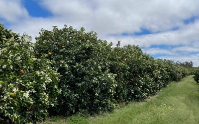 Defensivos biológicos garantem manejo autorizado pela lista ProteCitrus