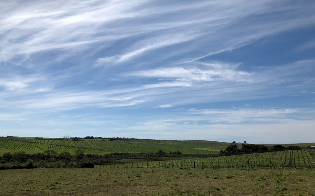 Análise genética orienta manejos mais eficientes e sustentáveis para o solo