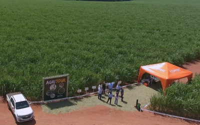 Plantio com insumos biológicos promove maiores crescimento radicular e longevidade nos canaviais