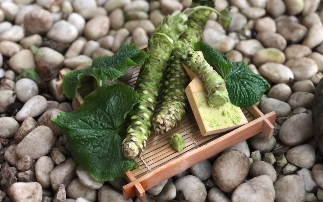Único produtor de wasabi fresco do Brasil recebe investimento e vai aumentar a produção em oito vezes