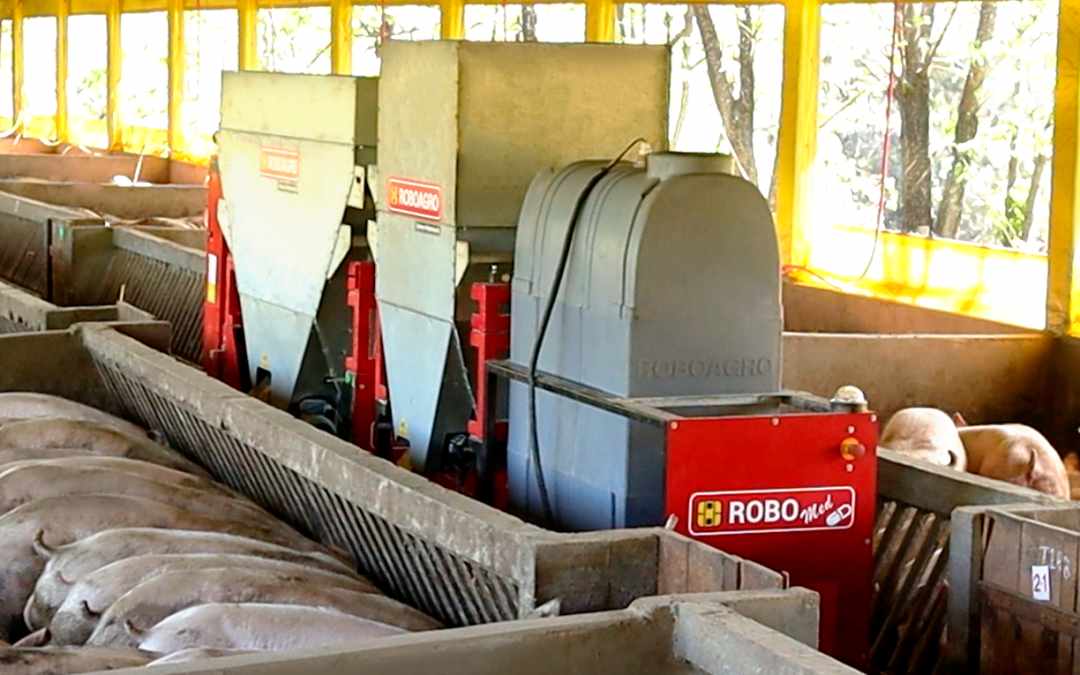 Roboagro lança implemento de robô alimentador de suínos que economiza 10% dos custos com ração e compensa 67 t de CO²/ano