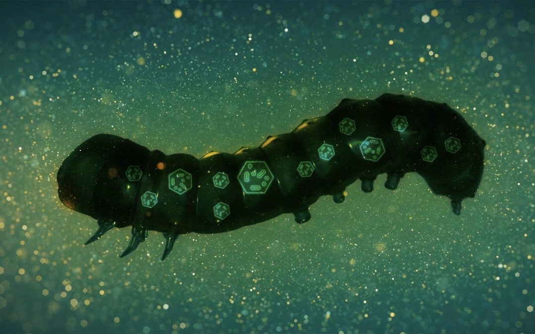 Novo inseticida biológico controla lagartas Spodoptera e promove maior rentabilidade aos produtores