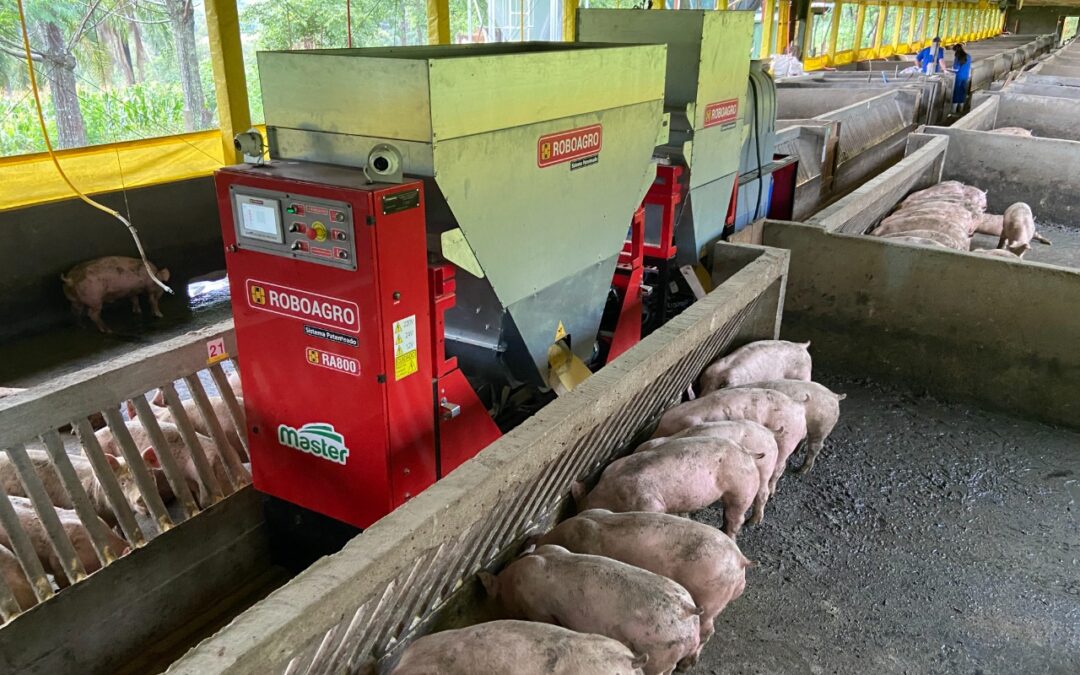 Pesquisa da Embrapa comprova que alimentação de suínos fracionada e em porções diferentes ao longo do dia melhora o peso e a conversão alimentar dos animais