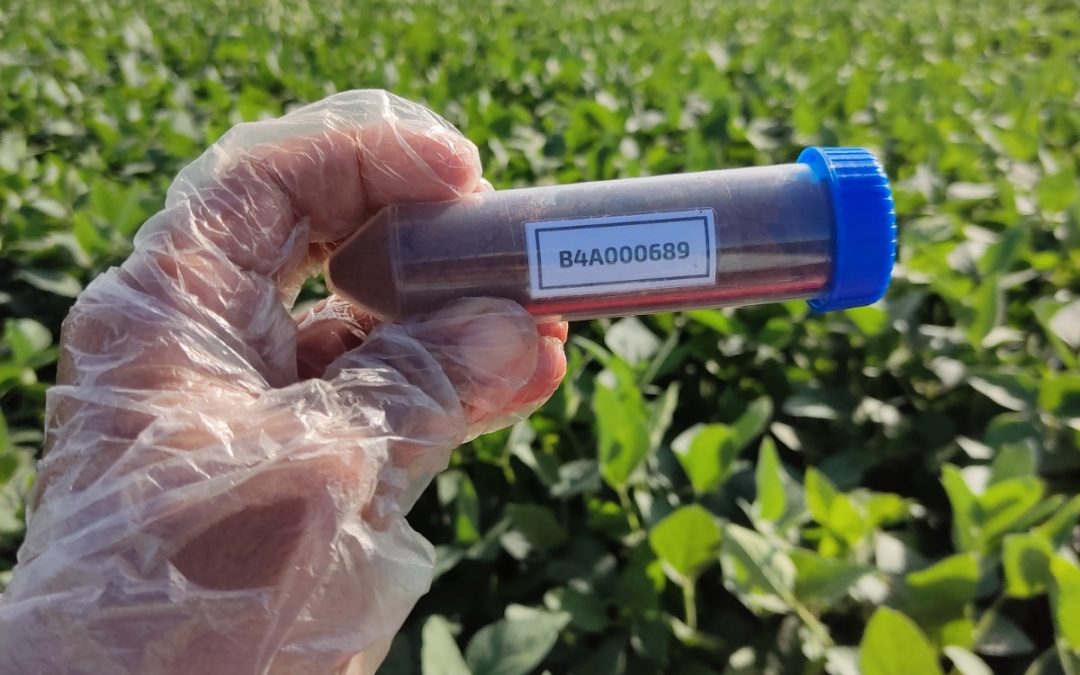 Mapeamento do solo identifica micro-organismos que favorecem a produtividade agrícola na região de Goiás