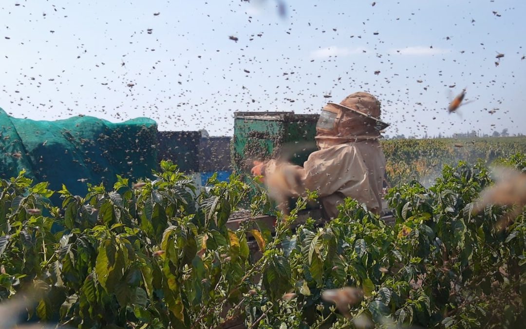 AgroBee recebe primeiro aporte do Fundo Gazebo, de R$ 1 milhão