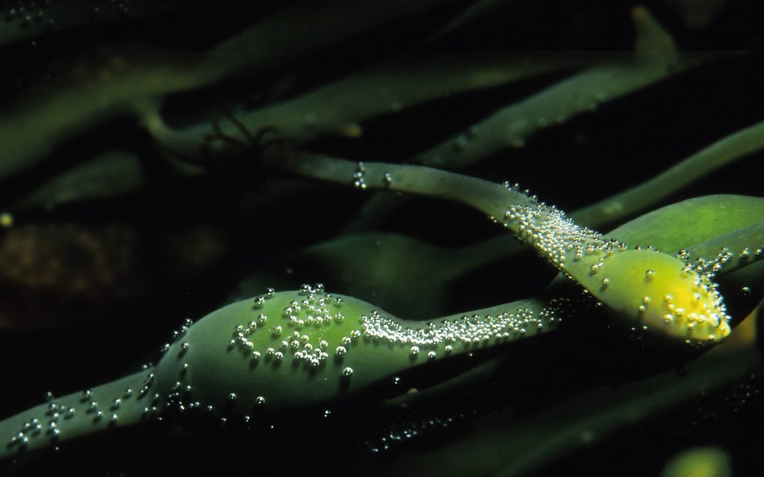Bioativadores à base de algas Ascophyllum nodosum auxiliam as plantas a tolerar o calor excessivo e as variações climáticas