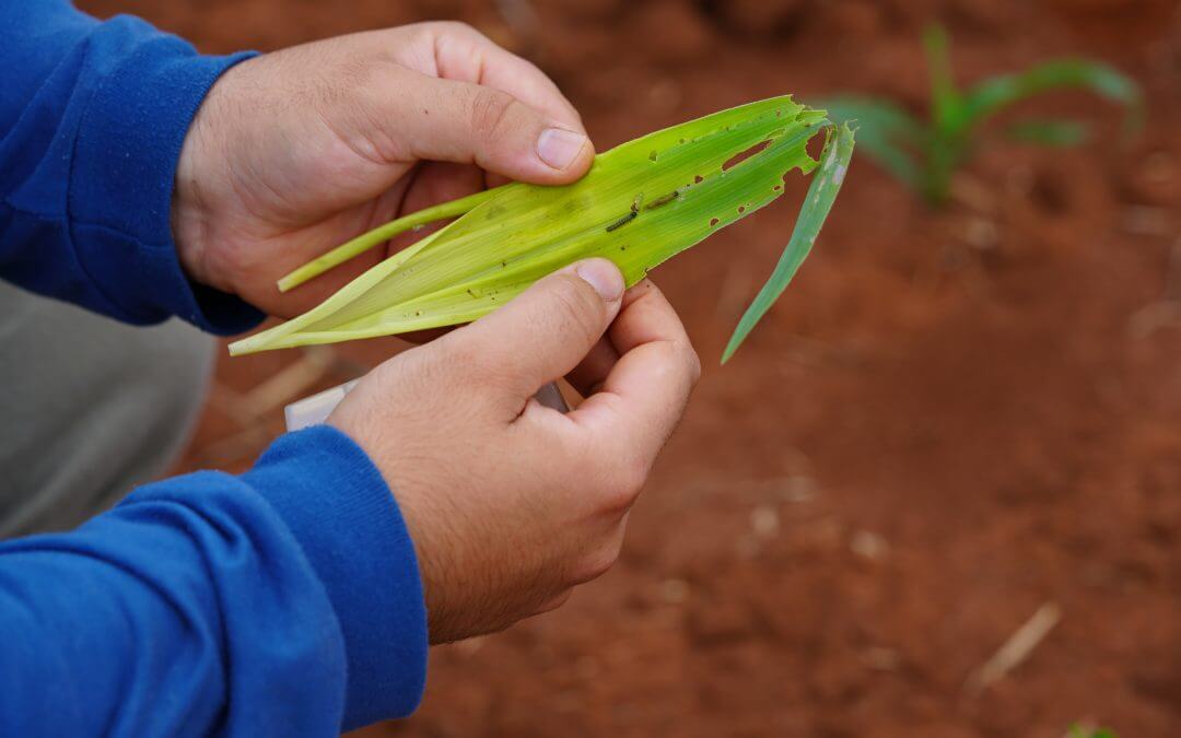 Feira especializada em produtos orgânicos e naturais terá estande de bioinsumos da Embrapa e empresas parceiras