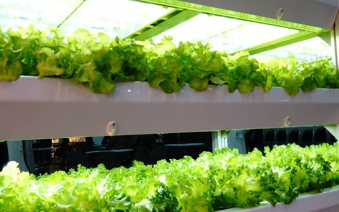 Estudo aponta que preço ao consumidor e viabilidade em culturas específicas desafiam o crescimento da agricultura vertical urbana no Brasil