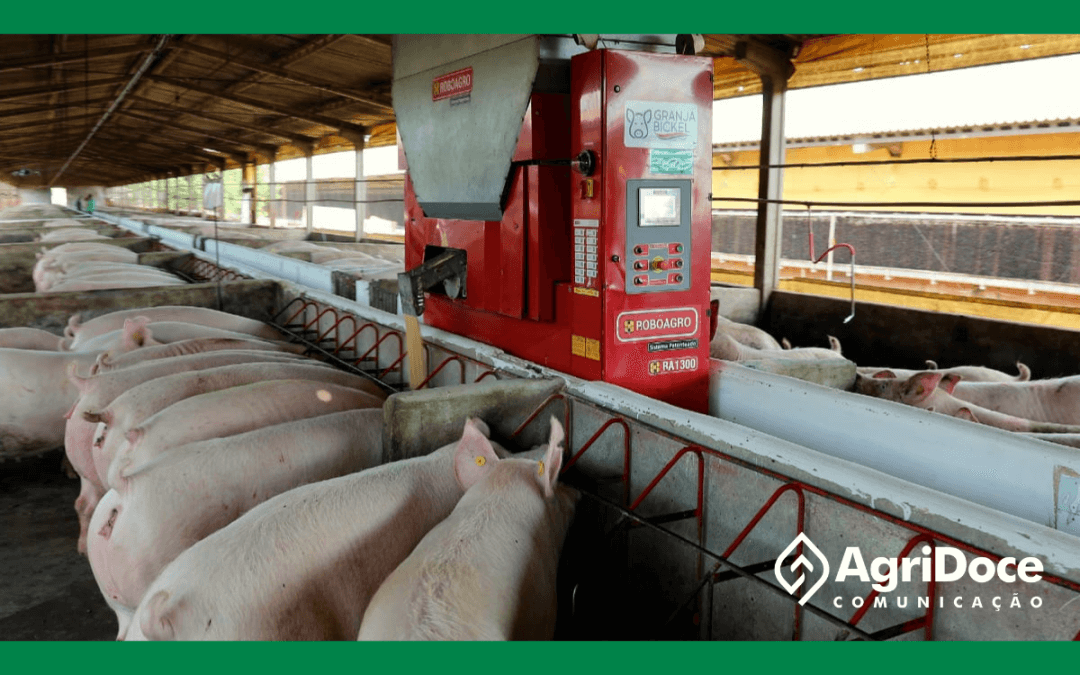 Nova versão de robôs voltados para o manejo de matrizes suínas fornece alimentação individualizada para as fêmeas, além de informações sobre as gestações e consumo por animal