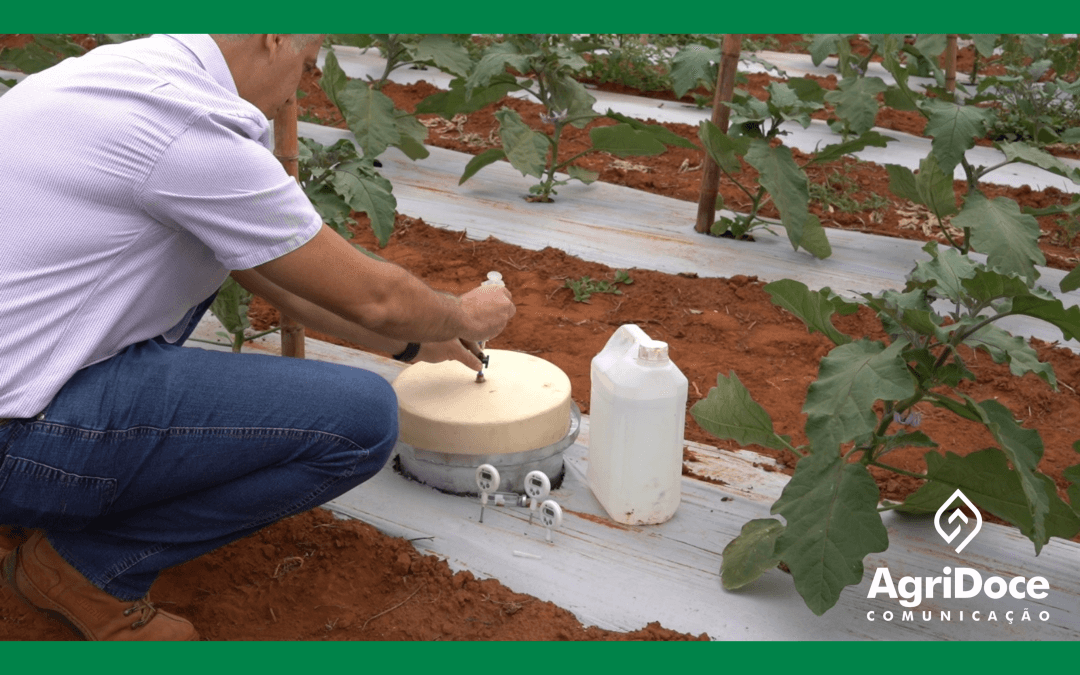 Vegetais produzidos com uso do controle biológico têm intensidade de carbono menor que os de cultivo convencional