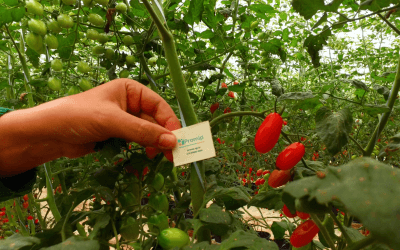 Uso de biológicos por produtores de frutas, legumes e verduras tende a crescer nos próximos anos