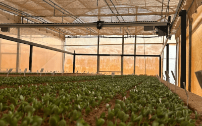 Startup lança tecnologia inédita com inteligência artificial e automação para avaliação de germinação de sementes e crescimento de plantas