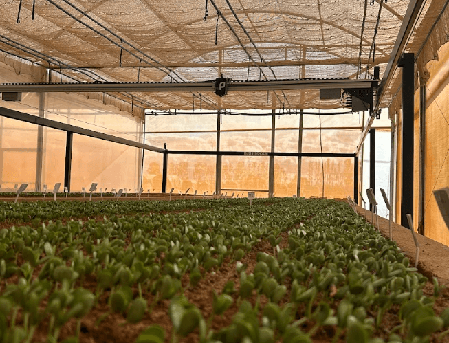 Startup lança tecnologia inédita com inteligência artificial e automação para avaliação de germinação de sementes e crescimento de plantas