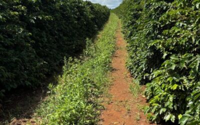 Brasil sedia pela primeira vez um dos principais fóruns globais sobre agricultura regenerativa