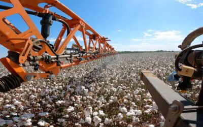 Bicos pulverizadores com sensor de clorofila aplicam maturadores de crescimento no algodão de acordo com o tamanho e necessidade de cada planta