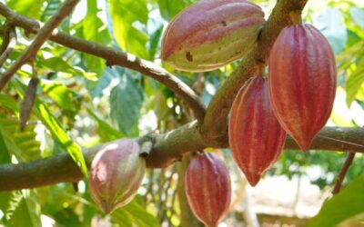 Rainforest Alliance apresenta vantagens da certificação  na ExpoCacau 2026